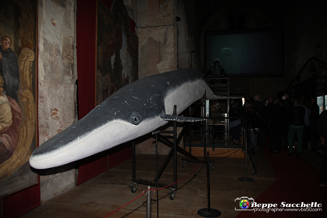 VBS_9581 - Museo Paleontologico - Asti.jpg